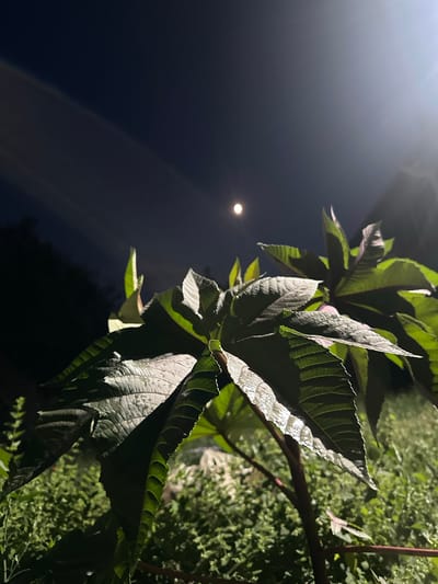 This image depicts a close-up view of large, green leaves with serrated edges, likely from a plant such as castor bean. The leaves are illuminated from above, creating bright highlights on their textured surfaces. In the background, there is a dark, out-of-focus area that appears to be foliage or a natural setting. To the left of the frame, the night sky is visible, with a small, luminous full moon positioned off-center. A soft, bright light source, possibly a lamp or moonbeam, is emanating from the upper left corner, casting a gradient of light across the sky. The overall mood is serene and nocturnal, with the focus on the botanical elements against the backdrop of the night sky. The location context provided indicates this scene is from the Sarymoldayev rural district in Kazakhstan.