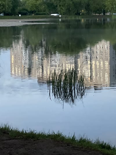 This image shows a reflection on the surface of a body of water, likely a river or lake, with a bank covered in grass and dirt on the right side. The reflection depicts a building with numerous windows, possibly an apartment complex or office building, and the surrounding trees. The water is disturbed, causing the reflection to be wavy and distorted, creating an abstract and impressionistic effect. In the center of the reflection, a cluster of reeds or tall grass is visible, further breaking up the image. The overall scene suggests a natural setting adjacent to an urban environment. The lighting and the calm, overcast sky indicated by the water's surface suggest it may be late afternoon or early evening. There is no visible text in the image. The mood is tranquil and contemplative, with the distorted reflections creating a sense of mystery and depth. The location context places this scene in Borisova Griva, Russia.