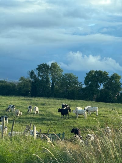A herd of cattle grazes in a lush green field under a bright blue sky with scattered white clouds. The cows are a mix of black and white and solid white. Some are standing, while others are lying down. In the background, a line of mature trees forms a dark green boundary against the sky. The scene is illuminated by bright sunlight, suggesting it is daytime, likely late morning or early afternoon. The overall atmosphere is peaceful and idyllic, characteristic of a rural setting. Some wooden fence posts and wire are visible along the right side of the image, separating the field from tall, dry grass. There are no people or text visible in the image.
