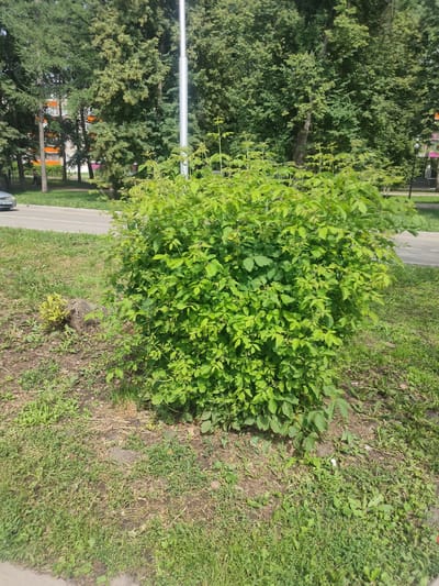 A dense, leafy green bush is positioned in the foreground, with its branches reaching upwards and outwards. To the left of the bush, there is a small, light green plant and a brown, weathered tree stump. The ground around the bush is covered in grass, dry leaves, and patches of bare soil. A paved road with white lane markings is visible behind the bush, and a silver car is parked on the left side of the road. In the background, tall trees with lush green foliage form a dense canopy, and a tall, silver street lamp stands near the bush. Behind the trees, the upper floors of an orange and white apartment building are visible. The scene appears to be an outdoor urban setting, likely a park or a street with green spaces, in the city of Salavat, Russia.