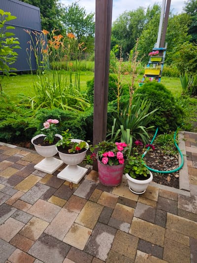 The image depicts a garden setting with a paved walkway in the foreground. The walkway is constructed from rectangular pavers in varying shades of brown, beige, and grey, some of which appear wet. Several potted plants are arranged on the walkway. To the left, two white urn-shaped planters on square pedestals hold pink flowers. Further to the right, a pink metal bucket contains bright pink flowers, and a white planter holds green leafy plants with some pink flowers. Behind the planters, lush green shrubs and taller plants, including what appear to be daylilies with orange blooms, are visible. A wooden post stands prominently in the middle ground, and a blue ladder with green and yellow plant containers is positioned against a tree in the background. A green garden hose is coiled on the ground to the right. The scene is set outdoors with a backdrop of dense green foliage and trees under a cloudy sky. This is a general description of a garden scene and cannot be pinpointed to Nevinnomyssk, Russia, without further contextual information.