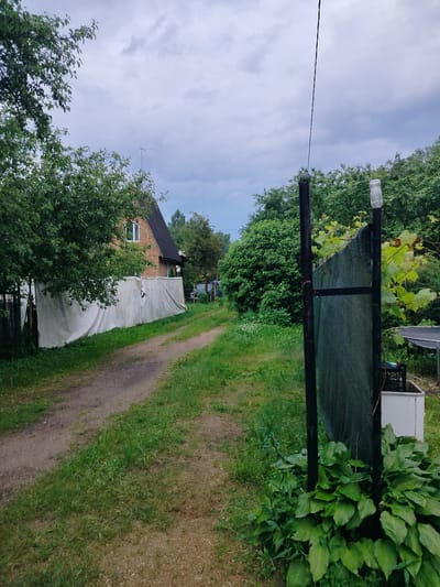 The image depicts an outdoor scene in the Дзешчанскі сельскі Савет, Belarus, under a cloudy sky. A dirt path runs diagonally from the lower left to the upper right of the frame. To the left of the path, a two-story brick house with a dark roof is partially visible behind a large white tarp that stretches along the property line. A leafy green tree with dark bark is in the foreground on the left, obscuring some of the house and tarp. To the right of the path, there are two dark vertical posts supporting a green mesh fence. A vine with green leaves is growing on the fence. In the lower right corner, a cluster of large green hosta plants is visible. Behind the hostas, a white structure and a black plastic crate are partially visible. Dense green foliage forms the background on both sides of the path, with more trees and sky visible in the distance. No people are present in the image.