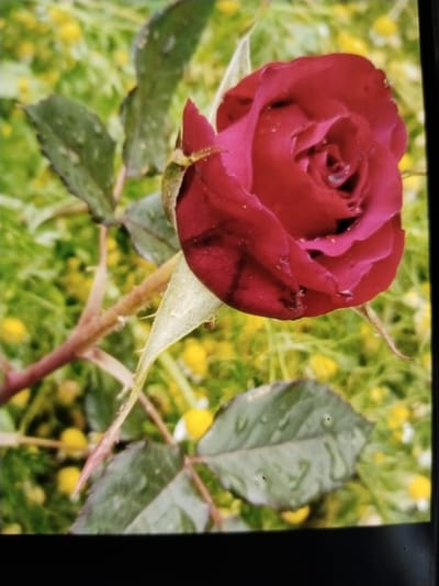 A close-up, slightly angled shot focuses on a single, dark red rose in bloom, its petals unfurling to reveal a tightly coiled center. Water droplets dot the surface of the petals, suggesting recent rain or dew. The rose stem is thorny and a deep reddish-brown, with green leaves showing similar water droplets. The background is a blur of green foliage and small yellow and white flowers, indicating an outdoor garden setting. The scene is located in Tinchlik, Uzbekistan.