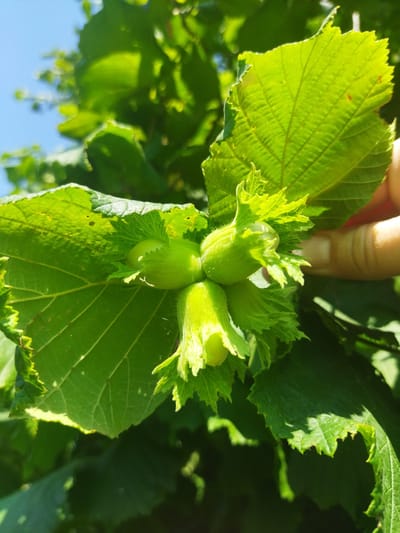 The image depicts a cluster of green hazelnuts growing on a tree branch, with prominent green leaves in the foreground and background. A human hand with a light complexion is partially visible on the right side of the frame, near the hazelnuts. The scene is illuminated by natural sunlight, suggesting an outdoor setting. The specific location of Кіраўскі сельскі Савет, Belarus, is not discernible from the visual information provided in the image.