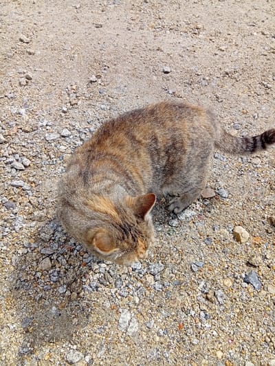 A medium shot captures a tabby cat with brown and gray fur from a high angle. The cat is positioned on a surface composed of small stones, gravel, and dirt. The cat's head is lowered, facing towards the ground, and its body is curved. Its tail extends to the right, featuring darker stripes. The background is a continuation of the stony ground. The scene is outdoors, likely in a non-urbanized area such as a field or path, and is illuminated by natural light, creating a slight shadow to the left of the cat. There are no people or other animals visible in the image.