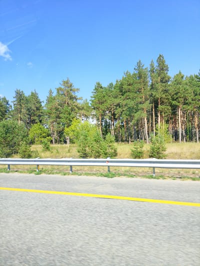 This image depicts a roadside scene with a dense pine forest bordering a paved road. A silver guardrail separates the road from the grassy embankment and the trees. The sky is a clear, vibrant blue with a few wispy clouds on the left side. The road surface appears to be asphalt, marked with a bright yellow line. The trees are tall and numerous, creating a thick line of greenery against the sky. There are no people visible in the image, and the overall impression is one of a natural, rural environment. The location is identified as Алтынды ауылдық округі, Kazakhstan.