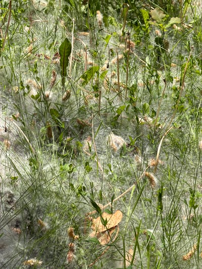 The image shows a patch of ground covered with greenery, dominated by various types of grasses and leafy plants. A dense layer of white, fluffy material, possibly plant fibers or seeds, overlays much of the ground, partially obscuring the vegetation. There is a mix of green and brown vegetation, and a scattering of dried flower heads are also visible. The scene appears to be located outdoors, likely in a park or garden in Ipswich, United Kingdom, considering the request. The ground is relatively flat, and the vegetation is relatively dense.