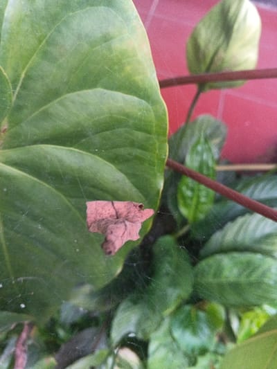 The image displays a close-up view of a natural botanical arrangement. In the left foreground, a large, dark green leaf with prominent venation exhibits slight surface residue and areas of lighter green discoloration. Centrally positioned, an irregularly shaped, dried, light brown leaf fragment, approximately 3 cm in length, is suspended within a visible spiderweb. The spiderweb consists of fine, translucent strands spanning across the mid-ground, with minute reflective particles present on its surface. Behind the web and to the right, several smaller green leaves of varying shapes are partially visible, some displaying lighter green patterns. Dark reddish-brown plant stems diagonally traverse the mid-ground. The background consists of a blurred, solid reddish-pink surface with a faint grid-like pattern, consistent with a tiled wall. There are no discernible features in the image to specifically identify the location within the city of Kon Tum, Vietnam.