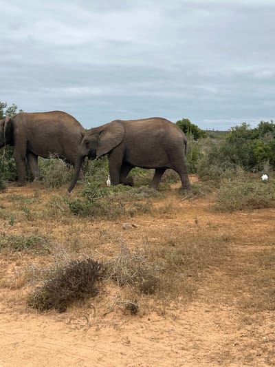 The scene depicts two African elephants and two white birds in a semi-arid scrubland environment within the Sundays River Valley Local Municipality, South Africa. The foreground consists of reddish-brown sandy soil with sparse, dry, low-lying shrubs and bushes. Two adult or sub-adult elephants, consistent with African bush elephants (Loxodonta africana), are positioned in the midground. The elephant on the left is partially visible, facing left. The elephant on the right is more fully visible, facing right, with its trunk lowered towards vegetation. One small white bird, likely a cattle egret, stands near the head of the right elephant. A second white bird is partially visible further right amidst the bushes. The midground and background are characterized by denser green bushland and scattered trees. The sky is overcast with a uniform light grey cloud cover. No human subjects or man-made objects are present.
