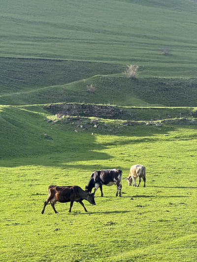 The scene depicts three cows in a grassy field in Margahovit, Armenia. The cows are of different colors; one is brown, one is black and white, and the third is tan. The field appears to be on a hillside, with a sharp drop-off to a lower field visible in the background. The grass is green and evenly distributed. The lighting indicates it is likely daytime.