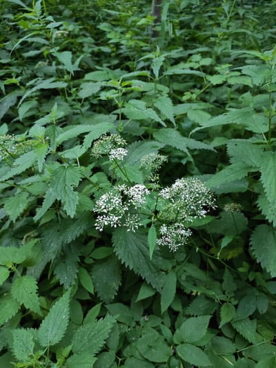 The image depicts a close-up view of dense green foliage, primarily consisting of nettle plants with their characteristic serrated leaves. In the center of the frame, a cluster of small white flowers stands out against the predominantly green background. These flowers appear to be in an umbel formation, a common characteristic of the Apiaceae family. The overall impression is that of a wild, overgrown natural setting, likely a woodland or a field with abundant vegetation.

The lighting suggests it is daytime, with soft light filtering through the leaves, indicating overcast conditions or a shaded area. There are no people or discernible man-made objects in the image, focusing entirely on the natural elements. The texture of the leaves, with some appearing slightly damp or having small water droplets, hints at recent rain or dew.

The setting appears to be rural or semi-wild, consistent with a location like Васильково, Russia, where such dense undergrowth and wildflowers are common. The image evokes a sense of a lush, untamed environment. There is no visible text in the image.