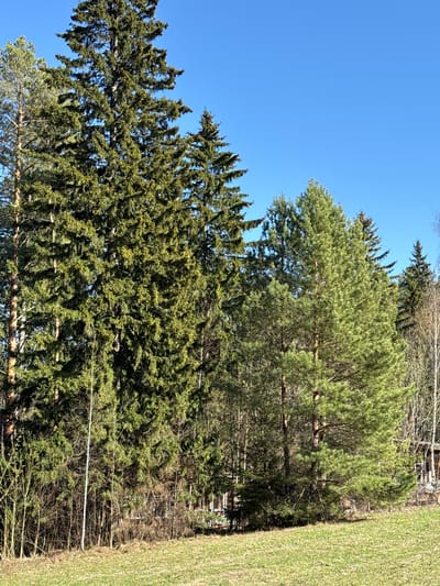 The image depicts a view in Galevo, Russia. The scene includes evergreen trees under a clear blue sky. To the right, there is a grassy area. The trees are of varying heights and densities. The background contains a mix of bare trees and some structures. There are no people visible in the image. The environment appears to be outdoors during the daytime.