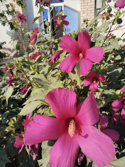 This is a close-up, eye-level, outdoor photograph of a hibiscus bush with vibrant pink flowers blooming in the city of Chalysh, Uzbekistan. The bush is in full bloom, with several large, open hibiscus flowers prominently featured in the foreground and midground. The flowers have five large petals each, with a prominent stamen in the center. Some unopened buds and wilting flowers are also visible, indicating a continuous blooming period. The leaves are large, green, and textured, some showing signs of dust or wear. In the background, a white brick building with a blue-tinted window and doorway is partially visible, suggesting an urban or residential setting. The sunlight casts shadows on the leaves and flowers, indicating it is daytime. The overall impression is one of natural beauty amidst a built environment.