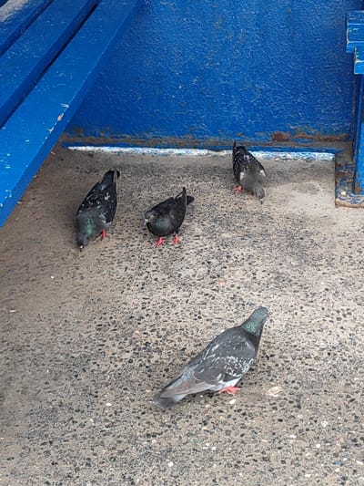 The image shows four pigeons on a concrete surface. The pigeons are dark gray with some white markings on their wings. Their feet are pink. The background consists of a blue metal structure, likely part of a bench or shelter. The surface is rough and speckled with small stones. The scene appears to be outdoors in an urban environment. There is no visual information to suggest the location is specifically Nefteyugansk, Russia.