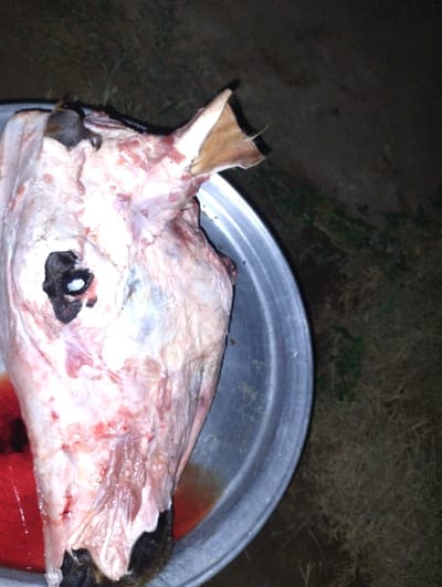 In Az Zumah, Sudan, a decapitated, partially skinned animal head, consistent with a goat or sheep, rests within a round, metallic basin. The head exhibits exposed pink musculature and connective tissue, with remnants of dark hide visible near the snout and around the base of the ears. One eye socket contains a visible white sclera. A pool of dark red liquid, consistent with blood, collects at the bottom of the basin. The scene is illuminated by direct, localized light, creating deep shadows against an indistinct background of dry vegetation, indicating a low-light environment. No individuals or active interactions are depicted.