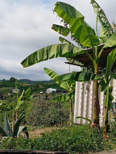 The image captures a serene outdoor scene in Bagazhvyashta, Abkhazia. In the foreground, lush green foliage dominates, with a prominent agave plant standing tall on the left. Several banana trees with large, verdant leaves are interspersed throughout the frame, some reaching towards the sky. A rustic, makeshift roof structure, possibly a shelter, is visible above some of the banana trees, constructed from wood and corrugated material.

Behind the immediate greenery, the landscape unfolds into rolling hills covered in dense vegetation. Several buildings are scattered across the hillsides, appearing as small houses with light-colored roofs. The sky above is a mix of blue and grey, with scattered clouds suggesting a dynamic weather pattern.

In the mid-ground, a textured, light-colored barrier with a pattern of white, oval shapes is positioned vertically, partially obscuring the banana trees. Small orange flowers are scattered amongst the grass and plants in the foreground, adding pops of color to the scene. The overall impression is one of a peaceful, rural setting with abundant plant life.