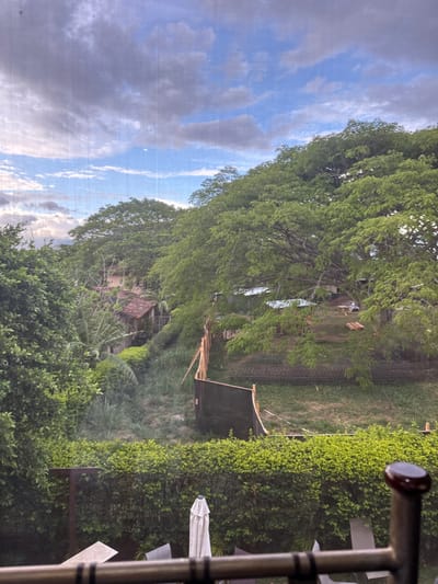 The image shows an outdoor scene taken from a balcony looking out at a partially-constructed fence in the city of Río Oro, Costa Rica at the coordinates latitude: 9.945, longitude: -84.201. The fence is constructed of wood and black plywood. The fence is curved and surrounds a grassy, dirt, and stone area. The fence is incomplete with a small gap open to the grassy area. Beyond the fence, a large tree dominates the scene. The tree has thick green foliage. The tree is on a hill that slopes downward to the fence. There is a small house at the top of the hill behind the tree. There are other trees and a fence in the distance. The sky is blue with white clouds. There are white lounge chairs in the foreground and a white umbrella. The ground in the foreground is covered in green shrubs. The scene is lit by natural light.