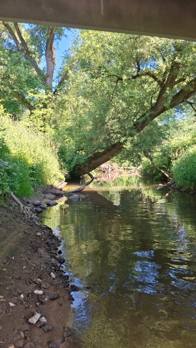The image shows a view of a small river flowing through a wooded area, possibly in the Dzyarzhynski village council of Belarus. The scene is bathed in natural light, suggesting it's daytime, likely late morning or afternoon, with clear skies indicated by the blue reflections in the water.
The river occupies the right half of the frame, with its surface reflecting the surrounding greenery and the sky. The water appears slightly murky, with a greenish-brown hue. The bank on the right is composed of dark, wet soil with scattered rocks and some exposed tree roots. On the left side, a large tree with dense green foliage dominates the scene, its branches reaching out over the water. Part of a concrete structure, perhaps a bridge or underpass, is visible on the far left, casting a shadow.
The vegetation is lush and green, with tall grasses and plants growing along the riverbank and under the tree. The overall impression is one of a tranquil, natural setting. There are no people or animals visible in the image. No text is present. The composition, with the river and the overhanging tree, creates a sense of depth and immersion in nature.