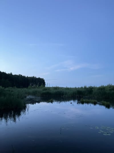 This is a horizontal, low-angle, medium shot photograph of a serene pond at dusk, likely in a natural or semi-natural area on the outskirts of the city of Nagorny, Russia. The sky above is a gradient of deep blue, transitioning to a lighter, almost pale blue at the horizon, with a few faint, wispy clouds.

The pond occupies the lower half of the frame, its surface still and reflective, mirroring the dark silhouette of a dense forest that stretches across the background. The forest appears to be composed of deciduous trees and is very dark due to the low light conditions. In front of the forest, a line of reeds and other marsh vegetation forms a textured border between the water and the trees. The pond itself has patches of green algae or lily pads visible on its surface, particularly on the right side of the frame. There are also some subtle reflections of the sky and the surrounding vegetation on the water.

In the water, there are a few dark shapes that could be water lilies or small patches of darker water. There appear to be a couple of small, dark objects that could be birds or other wildlife on the water or at the edge of the reeds, though they are not clearly defined. The overall impression is one of tranquility and natural beauty, with the approaching twilight casting a soft, muted light over the landscape. The scene is devoid of any human presence or man-made structures.