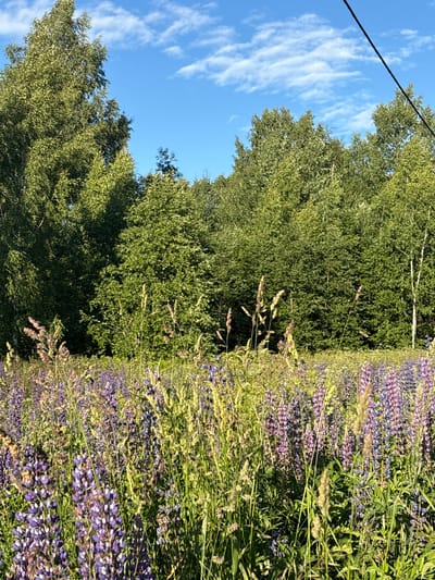 This media file depicts a vibrant natural scene in Ostrovskoye, Russia. The image is dominated by lush green trees on the left, their leaves forming a dense canopy against a bright blue sky dotted with wispy white clouds. A black cable, likely from a power line, stretches diagonally across the upper left portion of the frame. To the right of the trees, a field of purple lupine flowers stretches out, interspersed with tall grasses and seed heads. The flowers are in full bloom, creating a colorful tapestry that contrasts with the green foliage and blue sky. The lighting suggests it is daytime, possibly late afternoon, given the warm, slightly golden hue of the light on the grasses and flowers. The overall impression is one of a serene and idyllic rural landscape, likely during the summer months when the lupines are in season. There is no visible text in the image.