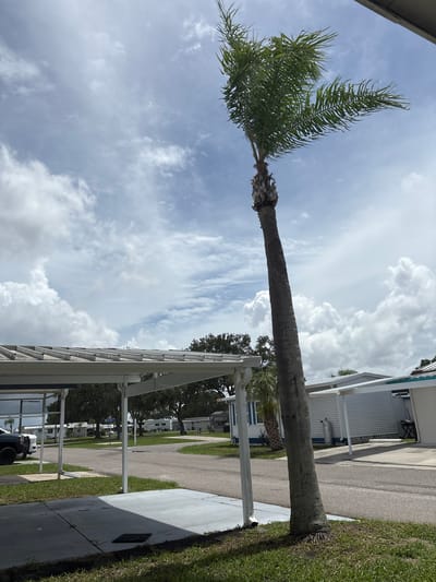 The image depicts a mobile home park in Ruskin, Florida, United States, under a partly cloudy sky. A tall, slender palm tree with wind-swept fronds dominates the right side of the frame, leaning to the left. In the foreground, a concrete driveway partially covered by a white carport structure is visible. To the left of the driveway, a dark-colored pickup truck is parked. Further into the scene, asphalt roads wind through the park, lined with white mobile homes and their associated carports. Trees and other foliage are scattered throughout the environment, interspersed with the structures. One of the mobile homes has a visible propane tank next to it. The overall impression is a sunny, breezy day in a residential community.
