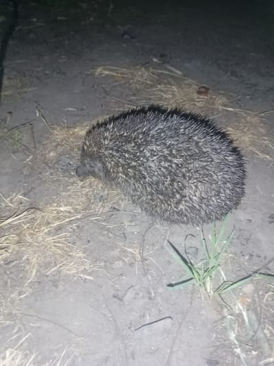 A hedgehog is curled up on the ground amidst dry grass and dirt. The scene appears to be outdoors, possibly in a rural or undeveloped area, given the natural ground cover. The lighting suggests it might be dusk or nighttime. No other animals or people are visible in the frame. The location within the city of Yampil, Ukraine, is not discernible from the image itself.