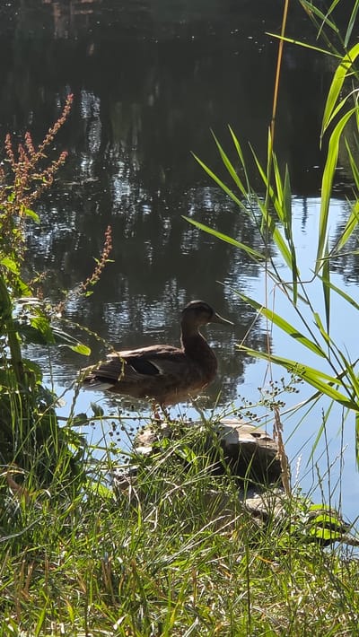 A single brown duck stands on a rocky embankment by a calm body of water. The duck is facing right, with its head turned slightly towards the viewer. Tall green reeds and grass surround the duck and the embankment. The water's surface reflects the trees and sky. The scene appears to be a natural outdoor setting, possibly a park or riverbank. The image was captured in Ulm, Germany, likely along the Danube River or within one of its parks.