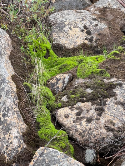 The image depicts a close-up view of a rocky surface covered with patches of vibrant green moss and drier, darker moss or decaying organic matter. Scattered blades of grass and small green shoots emerge from the mossy areas. Several large, greyish rocks with speckled patterns are visible, forming the foundation of the scene. Some rocks are partially covered by the moss and vegetation. The overall impression is a natural, damp environment with a focus on the textures and colors of moss and rock. The location is identified as Anosovskii, Russia.