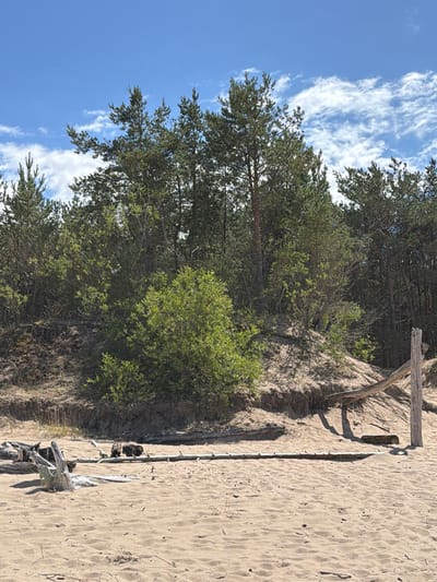 The image depicts a natural landscape with a sandy beach in the foreground and a dense forest on a dune in the background. The beach is covered in light brown sand with scattered pieces of driftwood. A long, weathered piece of wood lies horizontally across the sand. Behind the beach, a sand dune rises, partially covered with vegetation. The dune is topped by a line of trees, primarily pines, with some smaller green bushes growing on the slopes. The sky above is blue with scattered white clouds. To the right, a wooden post and a diagonal wooden beam are partially visible, possibly part of a fence or structure. The scene is illuminated by natural daylight. The location is identified as Gauja, Latvia.