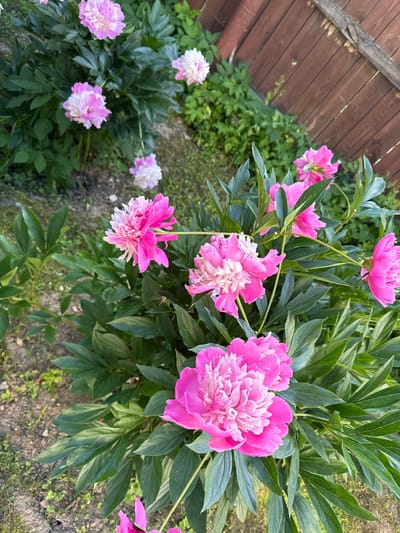 This media file features a close-up, overhead view of a garden with several pink peonies in bloom. The flowers are the primary subject, with large, multi-petaled blooms in varying shades of pink, some with lighter, almost white centers. Lush green foliage surrounds the flowers, indicating a healthy garden setting. In the background, to the left, a portion of a rustic wooden fence is visible, constructed from horizontal planks of weathered wood. The ground beneath the plants appears to be soil and some sparse, dry grass or weeds, suggesting an outdoor, natural environment.
The lighting suggests it is daytime, possibly late afternoon or early morning, with a soft, diffused light that doesn't create harsh shadows. The overall mood is serene and natural, highlighting the beauty of the blooming peonies. There is no visible text in the media file. The context provided indicates the location is Kuznetsovo, Russia, which aligns with the presence of a garden and wooden fencing often found in such regions. No people or specific events are depicted; the focus is purely on the natural beauty of the flowers and their immediate surroundings.