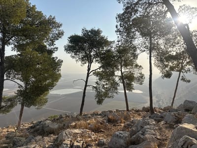 A scenic vista features a rocky, sun-drenched foreground punctuated by sparse vegetation and slender trees. Beyond, a hazy valley unfolds, revealing agricultural fields with circular irrigation patterns. Sunlight filters through the trees on the right, adding warmth to the scene. The horizon fades into a light blue sky.