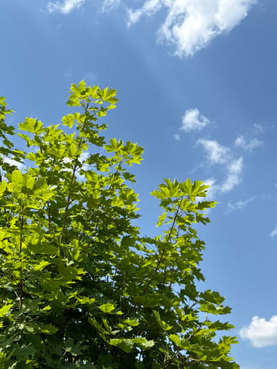 A low-angle, vertical shot captures the vibrant green foliage of a tree against a bright blue sky dotted with wispy white clouds. The leaves, which appear to be maple leaves due to their distinctive shape, are brightly illuminated, suggesting it is daytime with ample sunlight. The branches of the tree extend upwards into the frame, dominating the left and central portions of the image. The background is entirely the sky, with no visible ground or man-made structures, implying a natural or semi-natural outdoor setting within or on the outskirts of Sohren, Germany. The image is devoid of any people or animals.