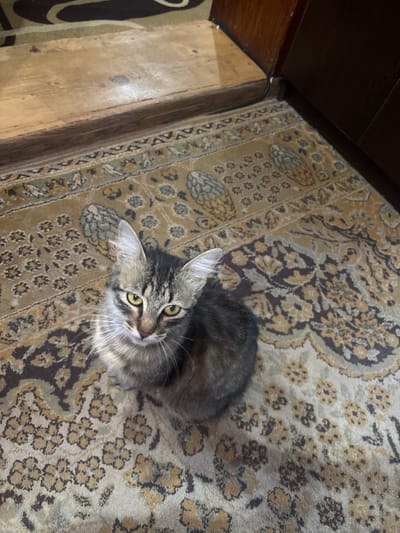 A domestic shorthair cat with tabby markings and yellow eyes sits on a patterned rug. The rug features a complex floral and paisley design in shades of brown, beige, and cream. Behind the cat, a wooden floor or step is visible, and to the right, a dark wooden cabinet or furniture is present. The image appears to be taken indoors, likely in a residential setting. There is no visible indication of the city of Brenitsa, Bulgaria, or any urban environment.