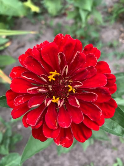A close-up, top-down shot of a bright red zinnia flower is featured. The flower's petals are layered and slightly curled, with a dusting of yellow pollen visible at the center, along with some thin, yellow stamens. A single small, dark ant is perched on one of the lower petals. The background is softly blurred, showing green foliage and a sandy or dirt ground, consistent with an outdoor garden setting. The image was taken in Ivanava, Belarus.