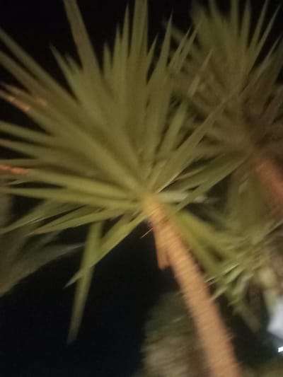 The image is a low-resolution, out-of-focus nighttime photograph of a palm tree. The palm fronds are a yellowish-green and appear to be illuminated from behind. The trunk of the palm tree is visible and has a rough texture. The background is dark, suggesting it is nighttime. There are some blurry lights in the distance. The image appears to have been taken in an outdoor setting, possibly a park or a street in Kos, Greece. There are no people or discernible actions in the image.