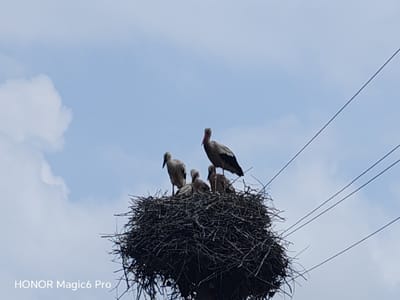 In Turbiv, Ukraine, a stork nest is perched atop a utility pole. The nest is made of a large accumulation of twigs and branches. A mature white stork stands on the edge of the nest, with its red beak pointed forward. Four young storks are nestled within the nest. The sky is a pale blue with scattered white clouds. Several power lines crisscross the frame, passing close to the nest. The bottom left corner of the image displays a watermark that reads "HONOR Magic6 Pro".