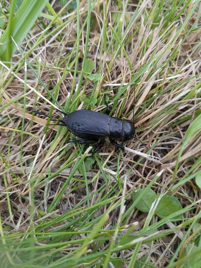A black cricket is positioned on dry grass and some green blades of grass. The cricket is facing to the right of the frame and has visible antennae and legs. The background is composed of grass and some dried plant material. The image was taken in the city of Boryspil, Ukraine.