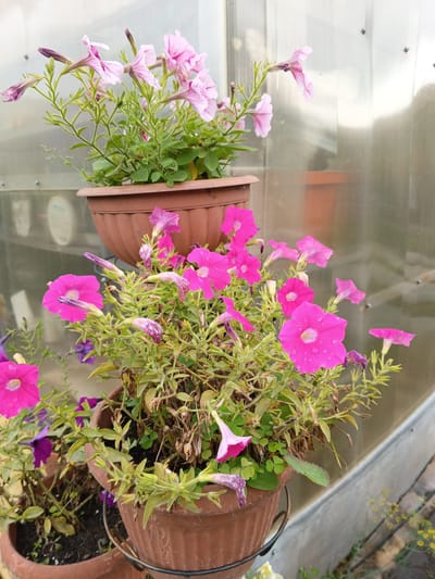 The image depicts a close-up of two potted petunia plants with pink and fuchsia flowers. The plants are in brown plastic pots, one stacked above the other. The background is a translucent, corrugated wall, likely part of a greenhouse or similar structure. Small water droplets are visible on some of the petals, suggesting recent watering or rain. The overall scene is brightly lit, with the focus on the blooming flowers. There is no indication of the city of Tatysh, Russia, in the image itself.