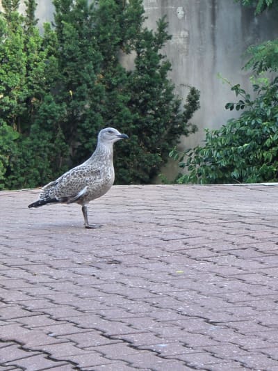 A young seagull stands on a cobblestone patio in front of lush green trees and a rough concrete wall. The bird is facing right, with its left leg slightly raised. Its plumage is a mottled grey and white, with darker markings on its wings and tail. The cobblestones are a reddish-brown hue and are laid in a basket-weave pattern. The trees behind the bird are dense and varied in texture, with some appearing to be coniferous. The concrete wall in the background is weathered and stained, suggesting it is an exterior wall of a building. The overall scene is one of a natural element, the seagull, in an urban or suburban setting. The location is specified as Sopot, Poland.