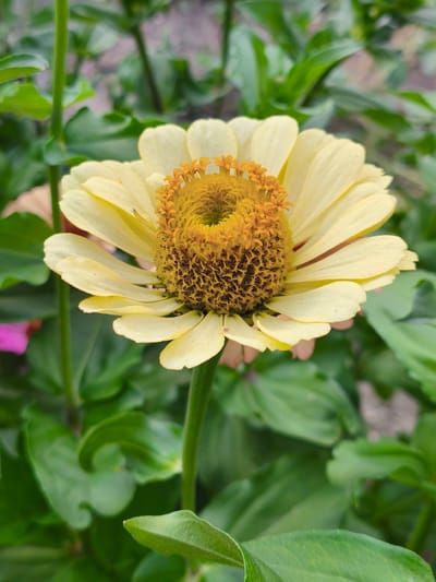 The image displays a close-up, eye-level view of a pale yellow zinnia flower in bloom. The flower is positioned centrally and dominates the frame. Its petals are delicate and slightly cupped, radiating outwards from a textured, golden-brown center. The stamens are visible in the center, clustered together. The flower is supported by a slender green stem, which extends downwards and is partially obscured by foliage. The background consists of a dense arrangement of green leaves, creating a natural, garden-like setting. The lighting appears to be natural daylight, casting soft shadows and highlighting the textures of the petals and the center of the flower. The overall impression is one of natural beauty and tranquility. The location of this image is not specified in the provided context.