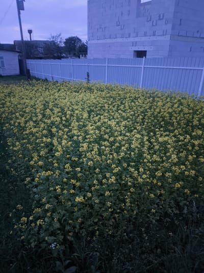 The image depicts a dense field of yellow wildflowers in front of a light blue corrugated metal fence. To the left of the fence, a small, white wooden building with a dark roof and a visible window stands near a utility pole. Beyond the fence, a partially constructed building made of light-colored concrete blocks is visible on the right, with exposed rebar and openings suggesting ongoing construction. The sky above is a dusky blue, indicating either early morning or late evening. The overall setting appears to be rural or on the outskirts of a settlement, within the Драчкаўскі сельскі Савет region of Belarus.