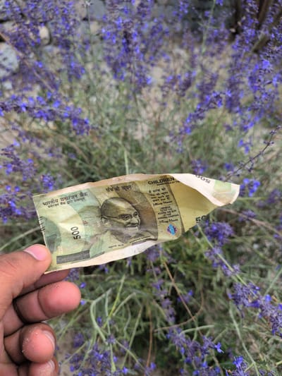 In Phyang, India, a hand holds a crumpled 500 rupee note featuring Mahatma Gandhi. The background is filled with blurred purple flowers, suggesting an outdoor setting possibly in a garden or field. The note appears to be a toy or novelty item, indicated by the text "CHILDREN GUARANTEED BY THE MICKEY MOUSE" and "I PROMISE TO PAY THE BEARER THE SUM OF RUPEE FIVE HUNDRED COUPONS MICKEY MOUSE."