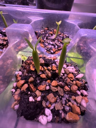 The image shows multiple small green seedlings sprouting from a substrate composed of dark soil and small pebbles. Each seedling is emerging from a clear plastic cell within a larger tray. The lighting in the scene has a purple hue, possibly from grow lights. The overall environment appears to be an indoor setting for plant cultivation, possibly a greenhouse or a home setup. There are no people or discernible city features visible in the image. The location in the city of Vysokaya Gora, Russia, is not indicated by any visual cues within the image.