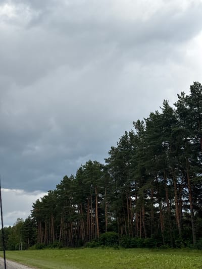 An overcast sky looms above a dense stand of tall pine trees that form a diagonal line across the right side of the frame. The trees are a dark green, with their trunks visible in the lower sections. In front of the trees, a line of smaller green bushes and foliage forms the undergrowth. To the left of the pine forest, a lighter green meadow with scattered white flowers stretches into the foreground. A dirt road or path is visible in the bottom left corner. The scene depicts a natural landscape, likely on the outskirts of Anisimovo, Russia, with a focus on the texture and color of the trees and the sky. There are no people or animals present.