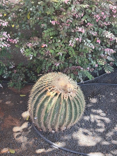 A barrel cactus with prominent spines sits in the foreground on a bed of small, dark gray gravel. Behind the cactus, a dense shrub with small, oval leaves in shades of green and pink covers the background. A black irrigation tube snakes across the gravel and behind the cactus. The scene appears to be outdoors, likely in a garden or desert environment. The lighting suggests it is daytime. There are no people or animals visible in the image. The location in Antigua, Spain, is not visually discernible from the image.