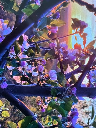The image displays a close-up of a blossoming tree, likely an apple or cherry tree, illuminated by the warm glow of either sunrise or sunset in Wolverhampton, United Kingdom. Dark, thick branches weave across the frame, providing a structural element to the composition.

Clusters of delicate light purple and pink flowers, some fully open and others still in bud, adorn the branches. Fresh green leaves are interspersed among the blossoms. The sun is positioned low behind the tree, creating a strong backlighting effect that causes the edges of the petals and leaves to glow with a golden rim.

The background features a soft, atmospheric gradient of sky colors. From a light blue at the top, it transitions to a warm yellow and then a soft orange-pink along the horizon, characteristic of the "golden hour." Below the horizon, a blurred, darker area suggests a distant landscape, possibly fields or other vegetation.

The scene conveys a sense of tranquility and natural beauty, highlighting the delicate stage of a tree in bloom during a peaceful time of day. There is no human activity or visible text in the image.