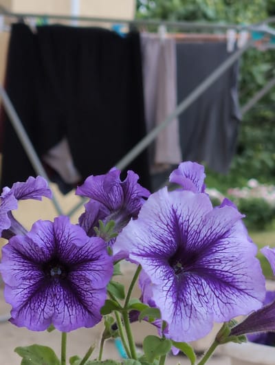 This is a close-up photograph of several vibrant purple petunias in bloom. The flowers are the primary subjects, with their delicate, ruffled petals and intricate dark purple veining prominently displayed. One large petunia, slightly out of focus in the upper right, shows a soft lavender hue with bold, dark purple lines radiating from the center. Below it, a fully focused petunia displays a deep, rich purple at its core, fading to a lighter purple at the edges, with a dense network of dark veins. The petals of this flower are dramatically wavy. In the foreground, partially visible, is another purple petunia, its textured petals adding to the depth of the image.
The background is soft and blurred, providing a gentle contrast to the sharp details of the flowers. Hints of green foliage suggest an outdoor garden setting, and the presence of light and shadow implies it is daytime, possibly late morning or early afternoon. A dark, fabric-like object occupies the left side of the background, with diagonal supports suggesting it might be part of a structure, perhaps a garden tent or awning. In the far distance, a blurry pale structure with lighter horizontal lines is visible.
There is no text visible in the image. The scene evokes a sense of natural beauty and the vibrant colors of summer. The focus on the flowers suggests a peaceful, perhaps tranquil, moment captured in a garden environment. The location context provided is Вышки, Russia, which implies this natural setting is within that geographical area.