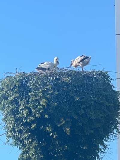 Two young storks are perched on a large nest made of branches and green foliage, situated atop a tree. The nest is covered with green leaves, creating a dense appearance. The sky above is clear and blue. One stork is facing to the right, with its head down, while the other is facing left, looking forward. The storks have white and black feathers. The scene is captured from a low angle, looking up at the nest. The location is the city of Dubăsari town council, Moldova.