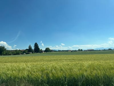 The image shows a wide, rural landscape under a bright blue sky. In the foreground, the bottom half of the image is dominated by a clear blue sky with a few scattered white clouds. One larger cloud is visible in the upper left portion of this section, and a faint wispy cloud trails across the sky in the upper right.

The top half of the image depicts a vibrant green field of tall grass or crops, likely barley or wheat, swaying gently. The field stretches across the horizon and appears to be in full growth, suggesting a time of year in late spring or early summer.

Along the horizon, separating the field from the sky, is a line of trees and buildings. These appear to be houses and other structures in a village or small town, nestled among lush green trees. The architecture suggests a European setting, consistent with the location context of Halfing, Germany. The trees are varied in size and type, with some tall, dark green conifers standing out amongst broader deciduous trees.

The overall impression is one of a peaceful, sunny day in the countryside. The bright lighting and clear sky suggest it is daytime, likely mid-morning or afternoon. There is no visible text in the image. The scene evokes a sense of tranquility and natural beauty. The orientation of the image is rotated 90 degrees counter-clockwise from standard landscape orientation.