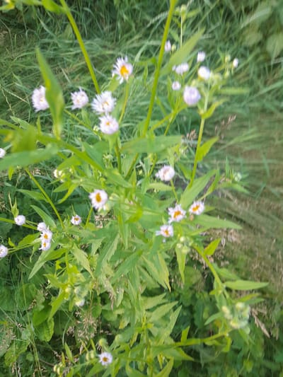 This is a close-up, top-down view of a cluster of small, daisy-like flowers with white petals and yellow centers, interspersed with green foliage. The flowers appear to be in various stages of bloom, with some fully open and others still in bud. The background is a blur of green grass and vegetation, suggesting an outdoor, natural setting. The lighting appears to be natural, possibly indicating daytime. The overall impression is one of a wild, untamed patch of wildflowers. No people, text, or specific landmarks are visible, but given the location context, it can be inferred that this is a rural or natural area in Kliushnykivka, Ukraine. The image is slightly blurry, which gives it a soft, impressionistic quality.